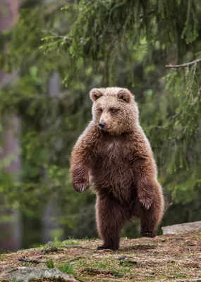 Детские мягкие игрушки медведи: 2 тыс изображений найдено в Яндекс Картинках  в 2023 г | Мягкие игрушки, Медведь, Картинки