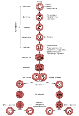 МЕЙОЗ • Большая российская энциклопедия - электронная версия