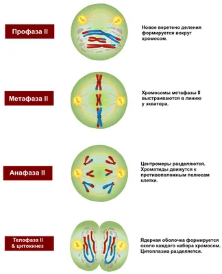 Мейоз - 3D-сцены - Цифровое образование и обучение Мozaik