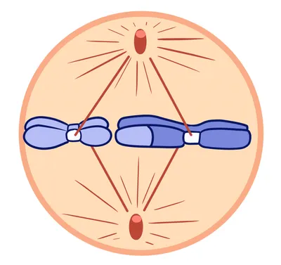 Мейоз | Цитология | Биология
