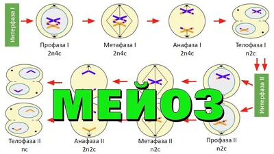 Мейоз - Умскул Учебник