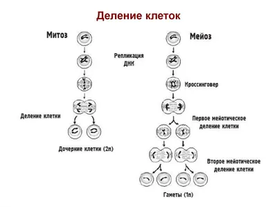 Митоз и мейоз, подготовка к ЕГЭ по биологии