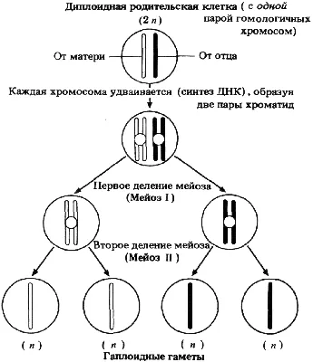 Схема мейоза • Купить Схема мейоза с доставкой по Украине • Описание, фото,  отзывы, цены