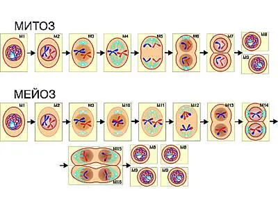 Митоз рисунок и мейоз - 96 фото