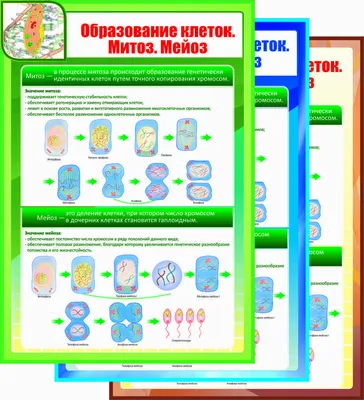 Шаг 1 – Мейоз. Гаметогенез – Stepik