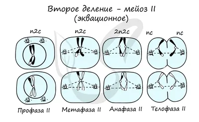 Модель аппликация. Деление клетки митоз и мейоз (id 107587233), купить в  Казахстане, цена на Satu.kz