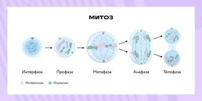 Мітоз і мейоз: спільне та відмінне ☝... - ZNOUA. Усе про ЗНО | Facebook