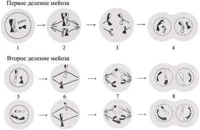 Не могу понять один момент. На картинках \"Мейоз\" показано, что в Профазе I  4 хромосомы и каждая по - Школьные Знания.com