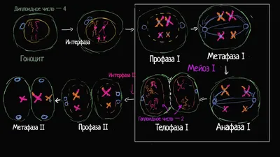 Мейоз Кузнечика В Микроскопе — стоковые фотографии и другие картинки  Микроскоп - Микроскоп, Сперма, Cytoplasmic Granule - iStock