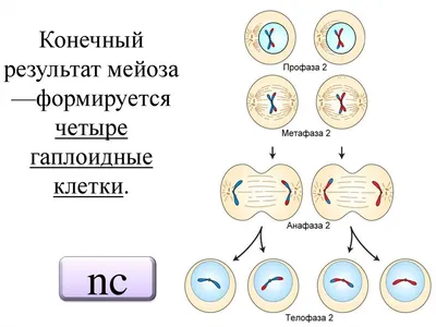 Calaméo - План конспект урока по теме Сравнение митоза и мейоза 2