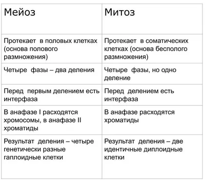 Фазы деления клетки: митоз и мейоз, их сходства и различия — типы и виды  деления клеток, прямое и непрямое деление