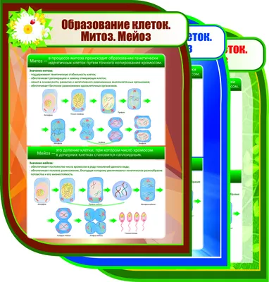 Мейоз - презентация онлайн