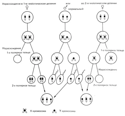 Фазы мейоза II (видео 8)| Деление Клетки | Биология - YouTube