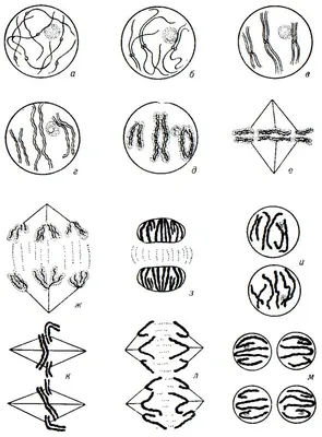 Деление клетки: мейоз - фазы и биологическое значение - ОПИУМ Цитология