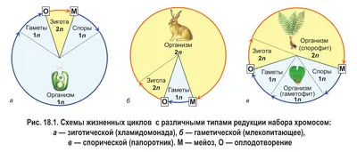 2.1.2. Нормальный кариотип человека в митозе и мейозе [1989 Фогель Ф.,  Мотульски А.Г. - Генетика человека. В 3-х т. Том 1]