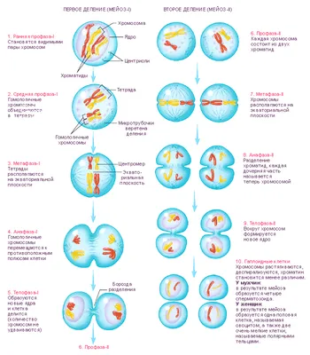 деление мейоза. меиоз делится на мейоз I и мейоз Ii Иллюстрация штока -  иллюстрации насчитывающей завязь, пары: 241462823