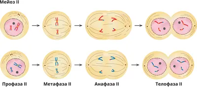 Подготовка по химии и биологии для обучения за рубежом: Митоз и мейоз.  Схемы. (Митоз и мейоз. Схемы: Процесс В - митоз, процесс А - мейоз..)