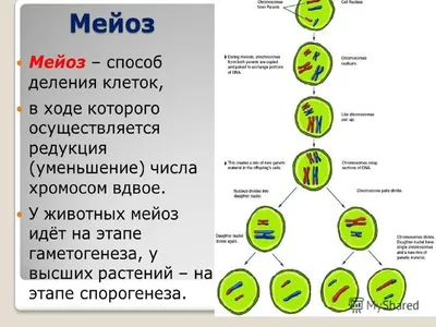 Деление клетки. Отличие митоза и мейоза - NeoBionika.ru - сайт о  дополнительном образовании: обучающие материалы для самообразования