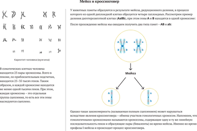 Шаг 1 – Лекция 6. Мейоз – Stepik