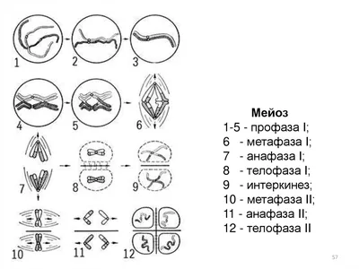 Мейоз в Telophase и этапе цитокинеза Иллюстрация штока - иллюстрации  насчитывающей биохимии, мейоз: 121051845