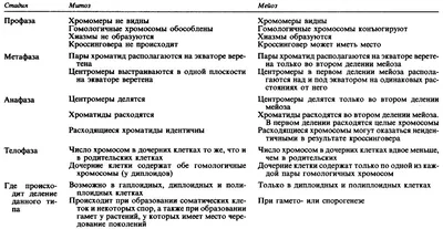 Различия В Митозе И Мейозе — стоковая векторная графика и другие  изображения на тему Мейоз - Мейоз, Митоз, Секс и размножение - iStock