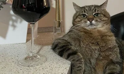 Мемы с котами без надписей (49 фото) » Юмор, позитив и много смешных  картинок