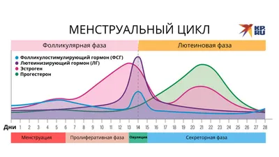 Обсудили и протестировали: состоялась встреча-разговор про месячные (ФОТО)  — Дальневосточное общественное движение \"Маяк\"