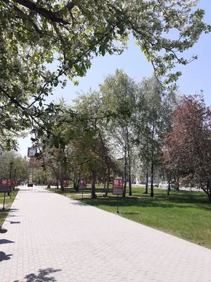 Цветущий Барнаул: места для весенних фотосессий в яблонях |  Турист-журналист | Дзен