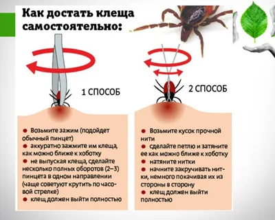 Укус клеща у человека: фото, симптомы и лечение