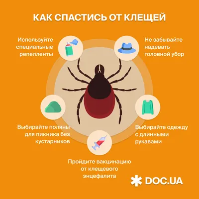 Укус клеща | PUUGIINFO.EE