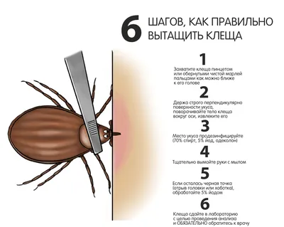 Что делать если укусил клещ ? Профилактика болезни Лайма - Университет  здорового ребёнка Няньковских