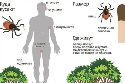 Профилактика клещевого боррелиоза. Первая помощь при укусе клеща.