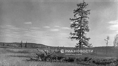 Вековая тайна Тунгуски — Петропавловск News