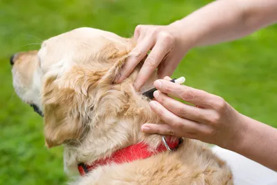 Что делать, если собаку укусил клещ - описание симптомов, советы, лечение