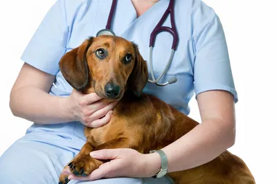 Пироплазмоз у собак: что делать если питомца укусил клещ, симптомы,  лечение, стоимость терапии, последствия