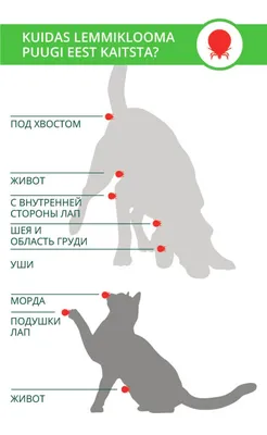 Статья как вытащить клеща у собаки | Санэпидемстанция Москва