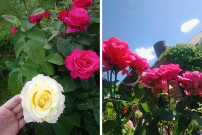 Как посадить розу, как обрезать розы, лучшие сорта роз с фото и названиями,  как посадить розу из букета, как вырастить розу из букета - 8 мая 2022 -  63.ру