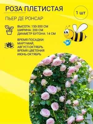 Саженцы Розы плетистой / многолетние цветы для вашего сада - купить с  доставкой по выгодным ценам в интернет-магазине OZON (1127319304)