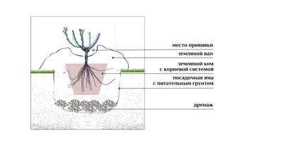 Сажаем розы в Подмосковье - Советы от питомника и садового центра Гавриш