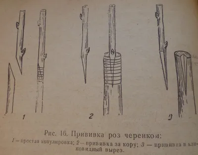 Роза чайно-гибридная Шнеевальцер в тубе купить недорого в интернет-магазине  товаров для сада Бауцентр