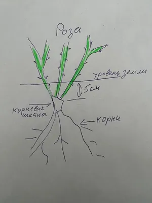 Нужно ли заглублять корневую шейку розы 🌹 при посадке? | Росток 🌱 | Дзен