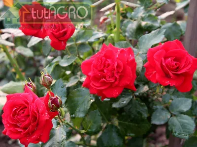 Как сажать розы и когда: правильная посадка в открытый грунт