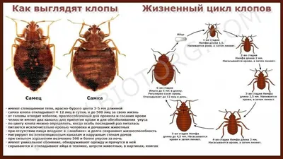 Можно ли определить по фото кто укусил: клоп или комар?» — Яндекс Кью