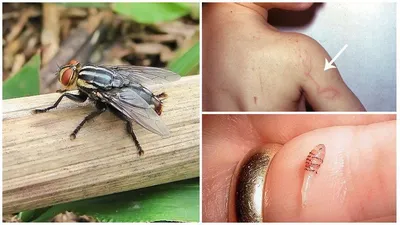 Почему укус мошки опаснее и болезненнее, чем укус комара, рассказали в  Хопёрском заповеднике