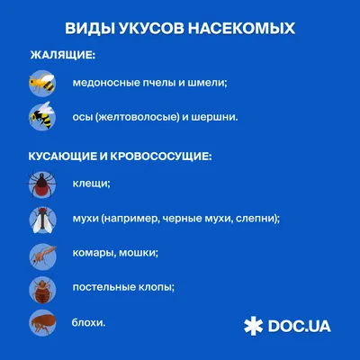 Как облегчить зуд после укуса комара, как не пропустить аллергическую  реакцию