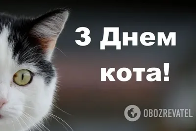 Всемирный день кошек | ВКонтакте