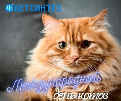 Всемирный день кошек» 2023, Черемшанский район — дата и место проведения,  программа мероприятия.