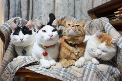 Всемирный день кошек на телеканале «О!» - Телеканал «О!»