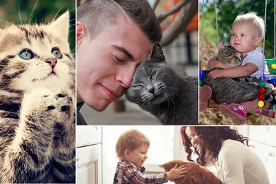 День кота 2022: интересные факты о домашних любимцах | РЕДПОСТ