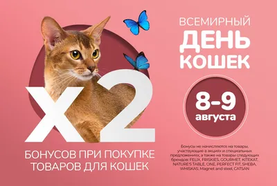 Сегодня - Всемирный день кошек | Новости Саратова и области —  Информационное агентство \"Взгляд-инфо\"